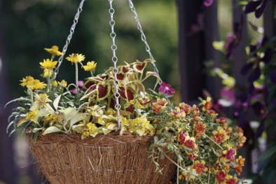 Hoa nhựa khoe sắc rực rỡ trên phố Hà Nội